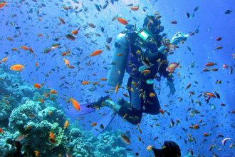 Dive Trips