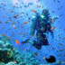 Dive Trips